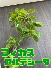 【復刻】この植物何！？シリーズ